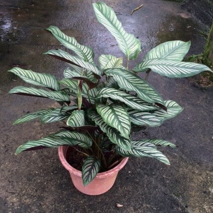 Calathea majestica - Indoor Plants