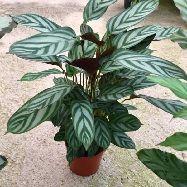 Ctenanthe setosa - Indoor Plant