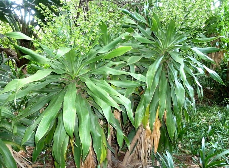 Dracaena Plant - Indoor Plants