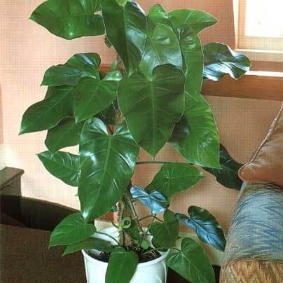 Elephant ear philodendron - Indoor Plants