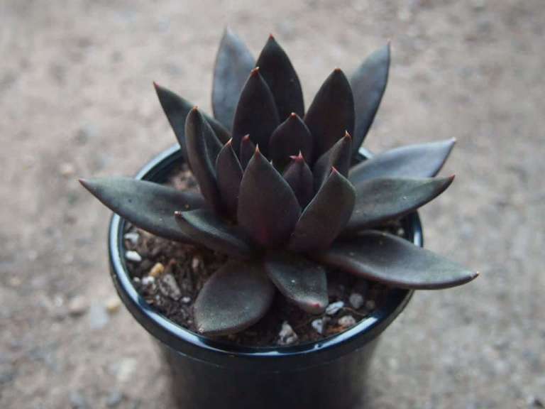 Echeveria ‘Black Knight’ - Succulent plants