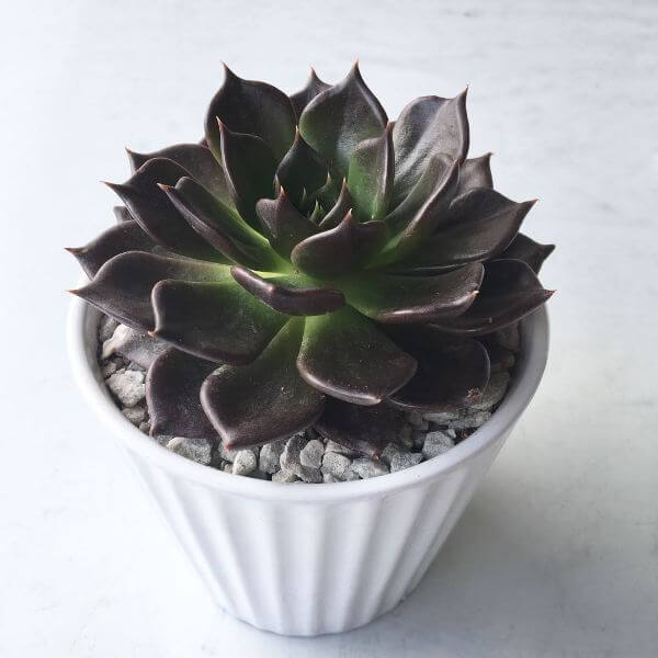 Echeveria ‘Black Prince’ - Succulent plants
