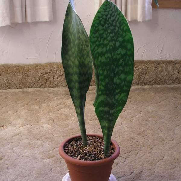 Sansevieria masoniana (Mason Congo) - House Plants