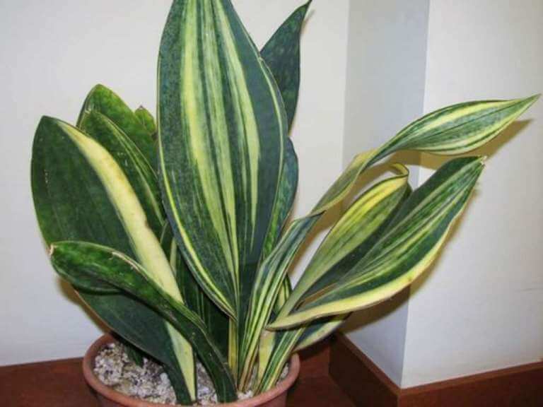 Sansevieria masoniana f. variegata - House Plants