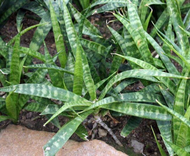 Sansevieria parva (Kenya Hyacinth) - Indoor Plants