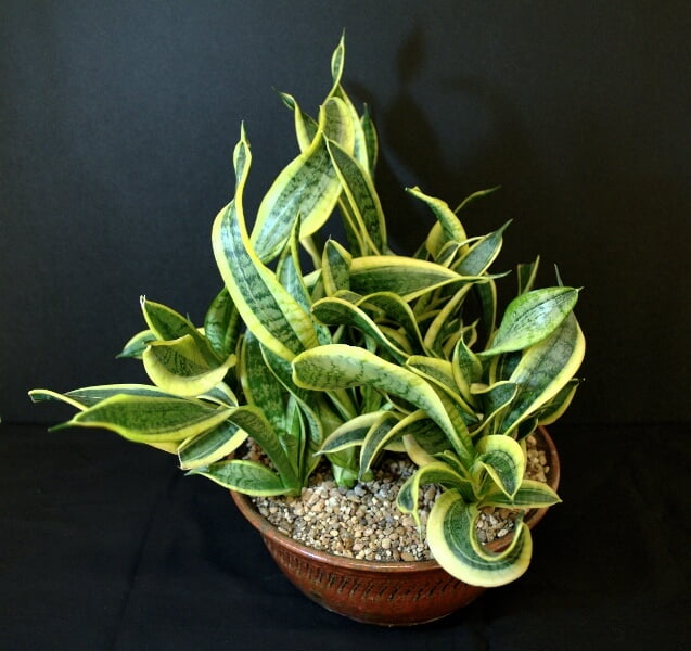 Twisted Sister Snake Plant - Indoor Plants