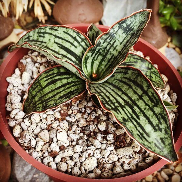 Sansevieria ‘Cleopatra’ (Snake Plant) - Indoor Plants