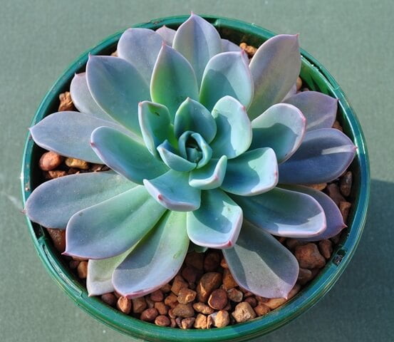 Echeveria 'Blue Prince' - Succulent plants