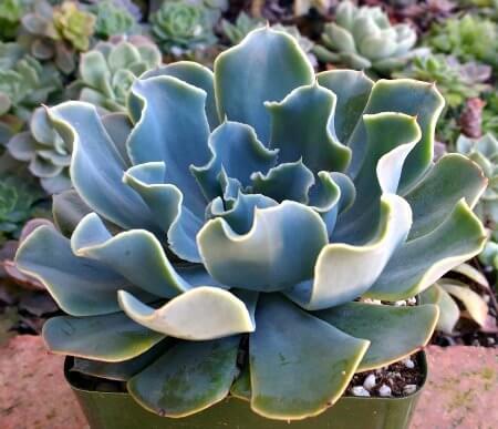 Echeveria ‘Blue Frills’ - Succulent plants