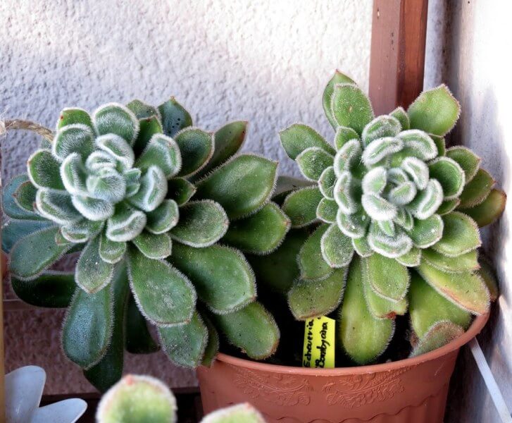 Echeveria ‘Bombycina’ - Succulent plants