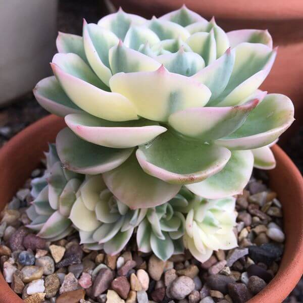 Variegated Hens and Chicks - Succulent plants