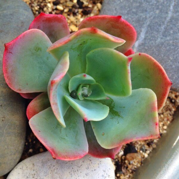 Echeveria ‘Ed Hummel’ - Succulent plants