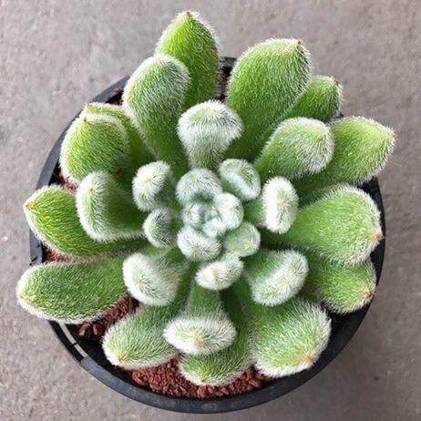 Woolly Rose - Succulent plants