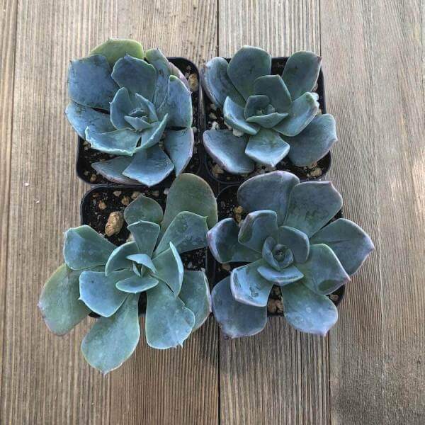 Echeveria ‘Princess Blue’ - Succulent plants
