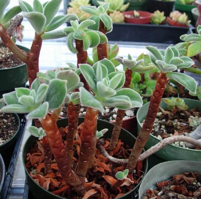 Echeveria ‘Pulvicox’ - Succulent plants