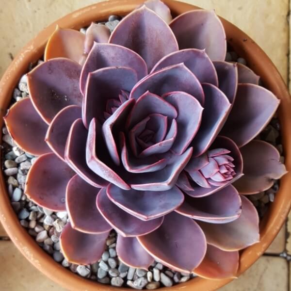 Echeveria ‘Purple Pearl’ - Succulent plants