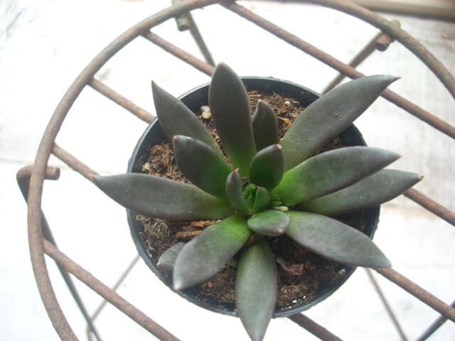 Black Echeveria - Succulent plants