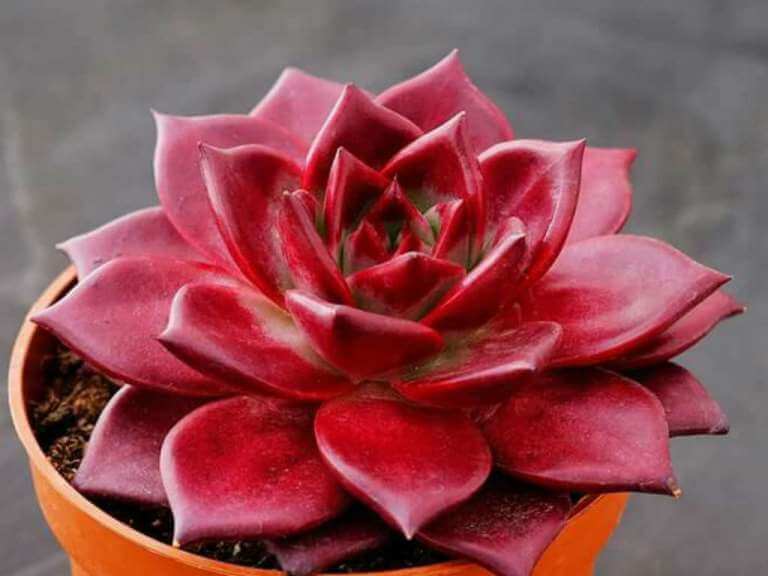 Echeveria agavoides ‘Romeo Rubin’ - Succulent plants