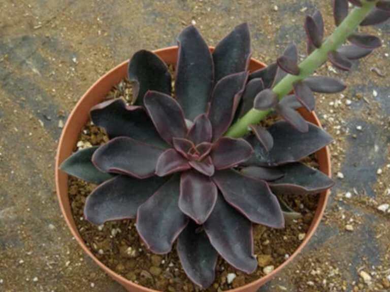 Echeveria atropurpurea - Succulent plants
