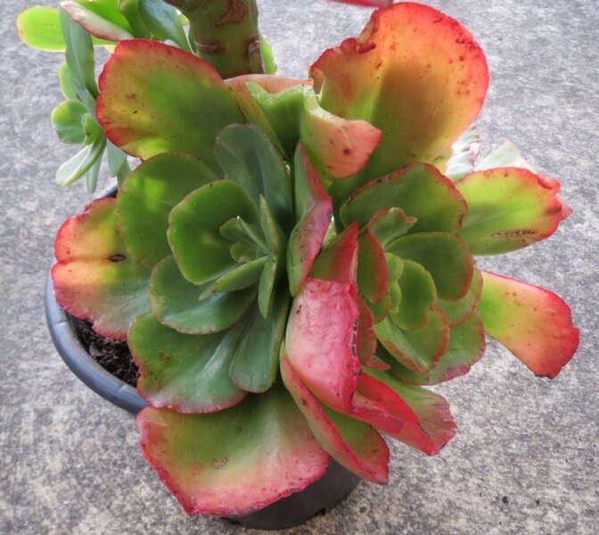 Echeveria ‘Rosea Grandis’ - Succulent plants