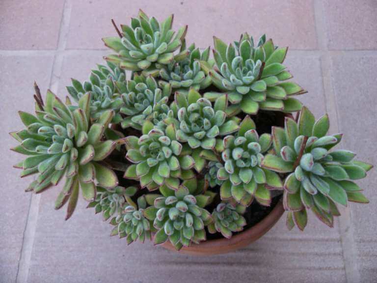 Echeveria ‘Set-Oliver’ - Succulent plants