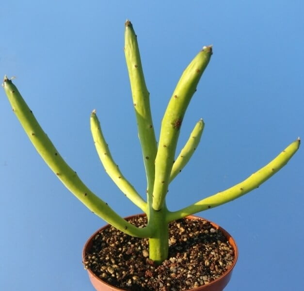 Cat Tails Euphorbia - Succulent plants