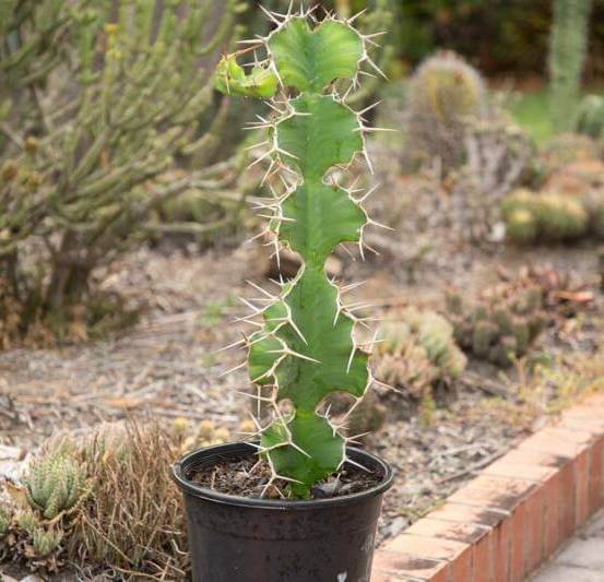Euphorbia breviarticulata - Succulent plants