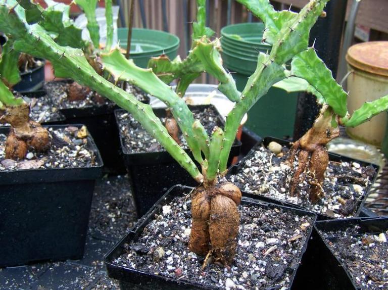 Euphorbia buruana - Succulent plants