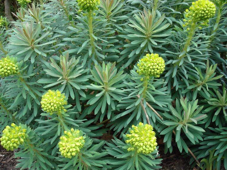 Euphorbia characias - Succulent plants