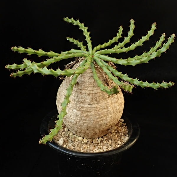 Euphorbia decidua - Succulent plants