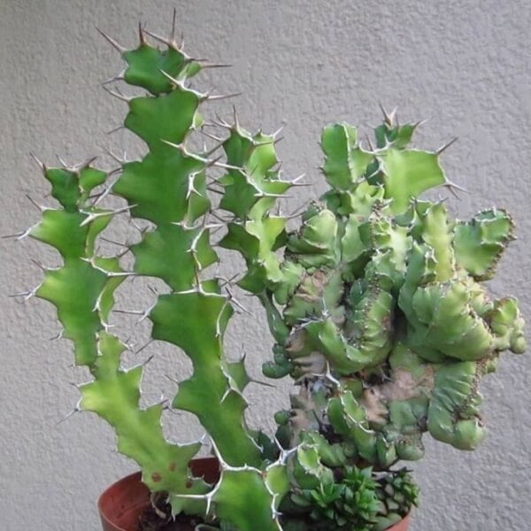 Euphorbia grandicornis - Succulent plants