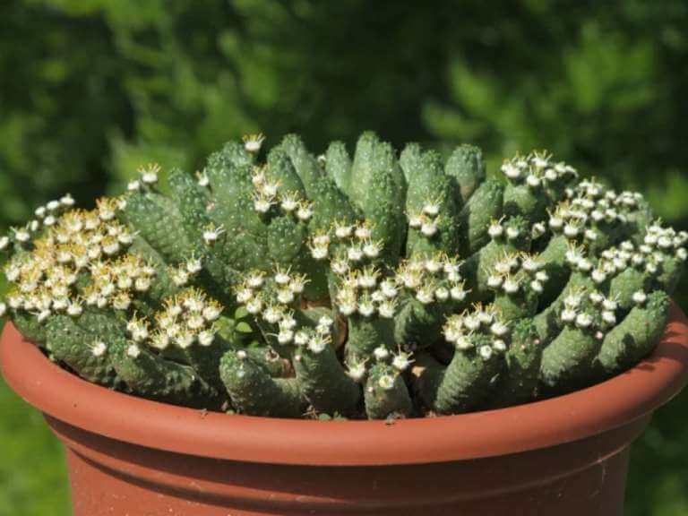 Euphorbia inermis - Succulent plants