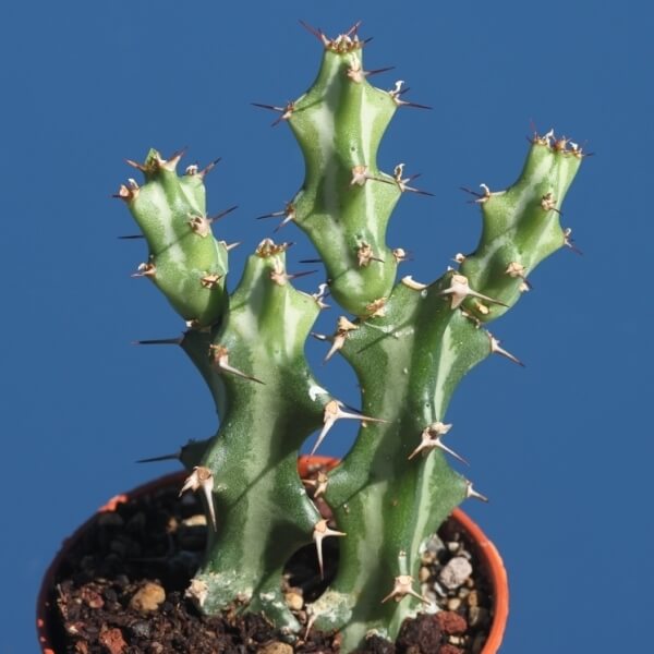 succulent Euphorbia knuthii