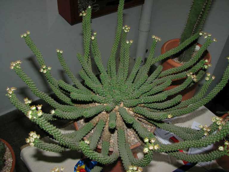 Medusa's Head (Euphorbia caput-medusae) - Succulent plants