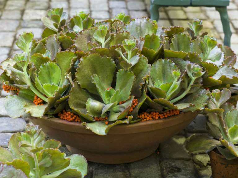 Echeveria crenulata - Succulent plants
