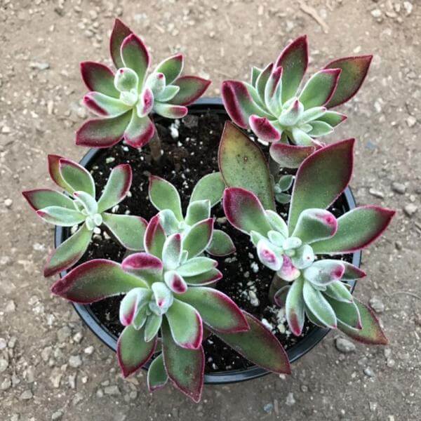 Echeveria harmsii ‘Ruby Slippers’ - Succulent plants