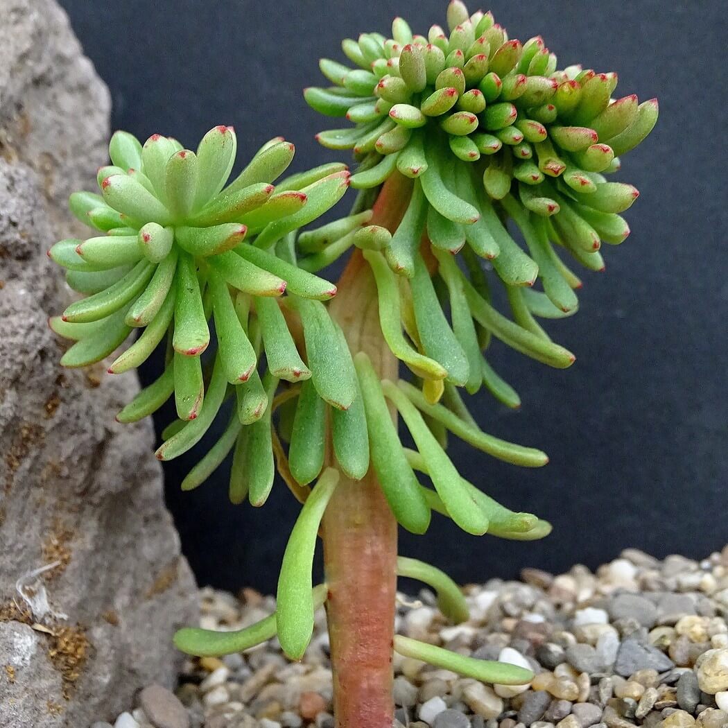 Echeveria johnsonii - Succulent plants