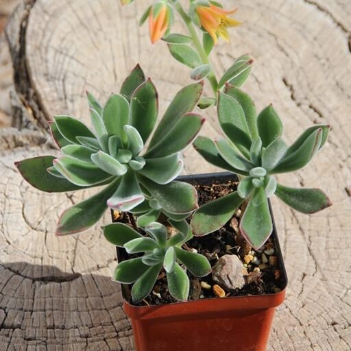 Plush Plant (Echeveria harmsii) - Succulent plants