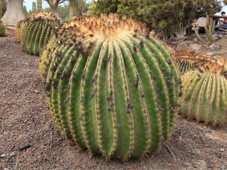 Giant Barrel Cactus (Echinocactus platyacanthus) - Cactus Plants