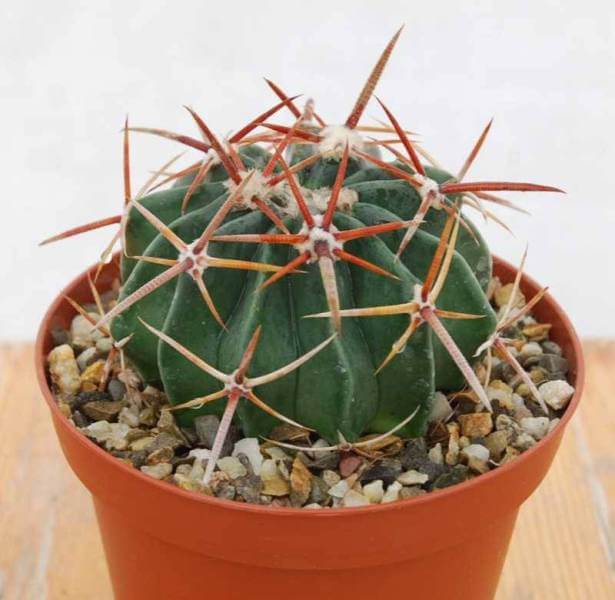 Horse Crippler (Echinocactus texensis) - Cactus Plants