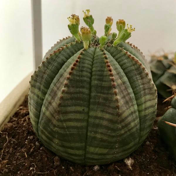 Baseball Plant (Euphorbia obesa) - Succulent plants