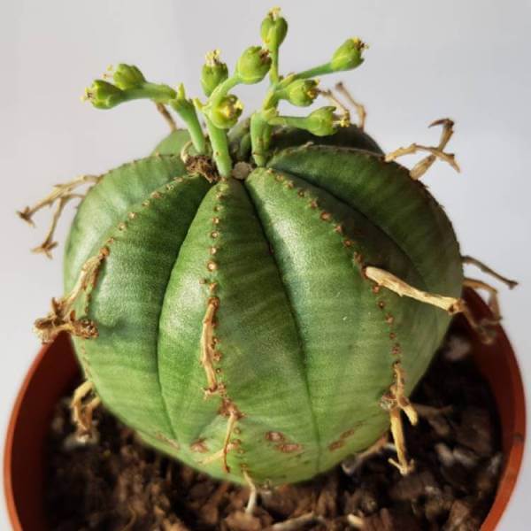 Euphorbia meloformis (Melon Spurge) - Succulent plants