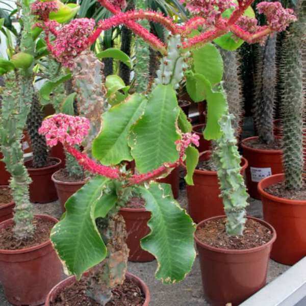 Euphorbia neoarborescens - Succulent plants
