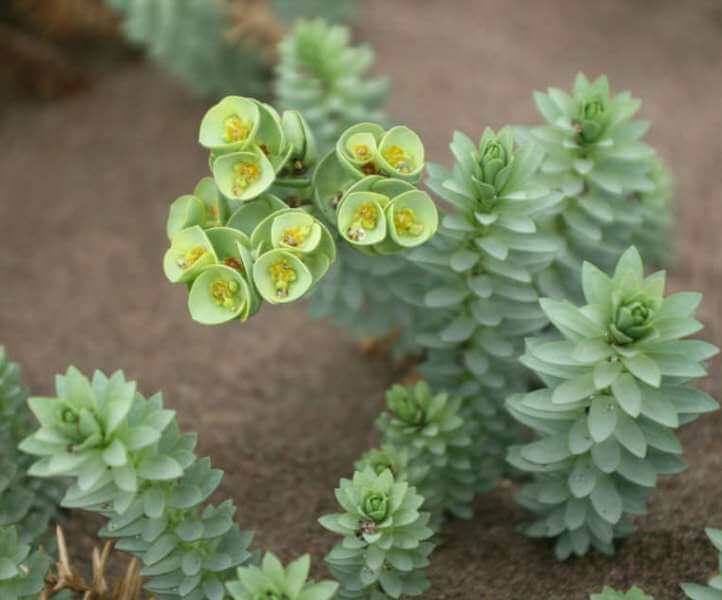 Sea Spurge (Euphorbia paralias) - Succulent plants
