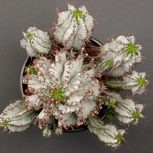 Euphorbia polygona ‘Snowflake’ - Succulent plants