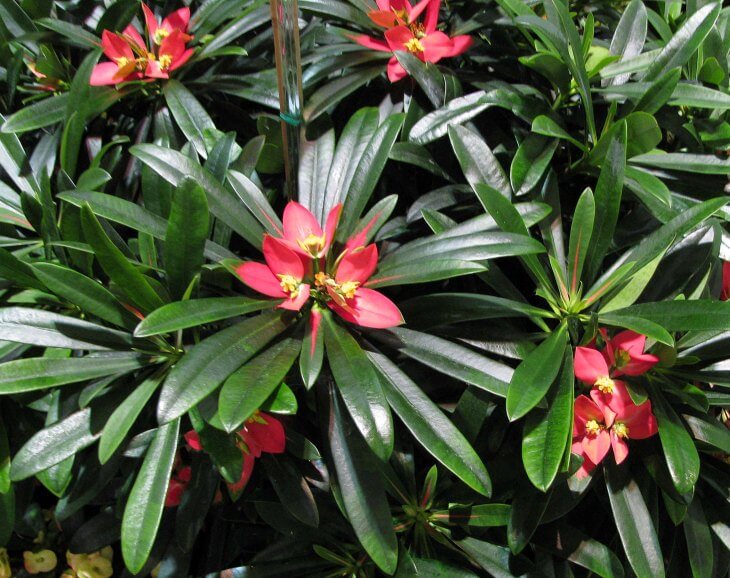 Euphorbia punicea (Jamaican Poinsettia) - Succulent plants
