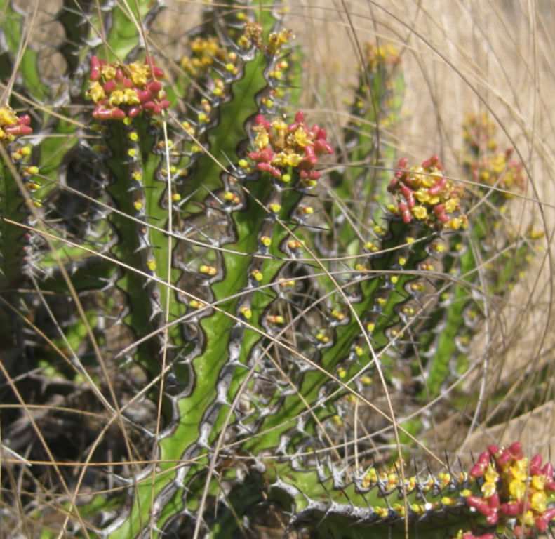 Euphorbia ramulosa - Succulent plants