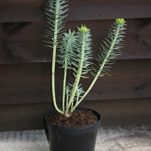 Euphorbia rigida (Gopher Spurge) - Succulent plants