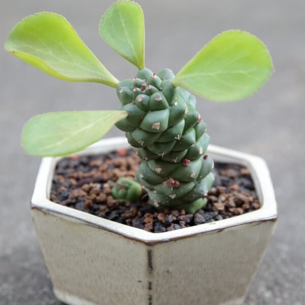 Euphorbia ritchiei - Succulent plants