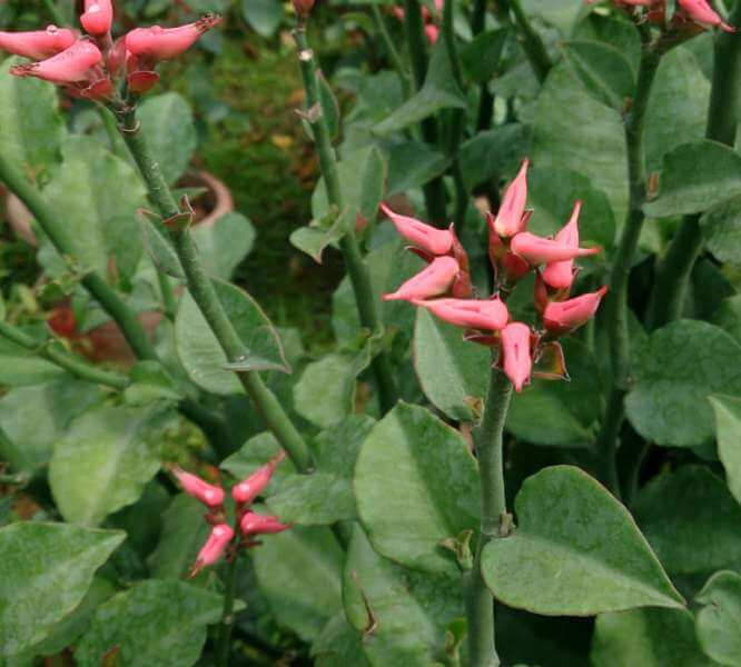 Devil’s Backbone (Euphorbia tithymaloides) - Succulent plants